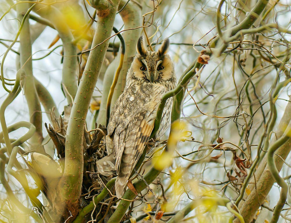 Long-eared Owl