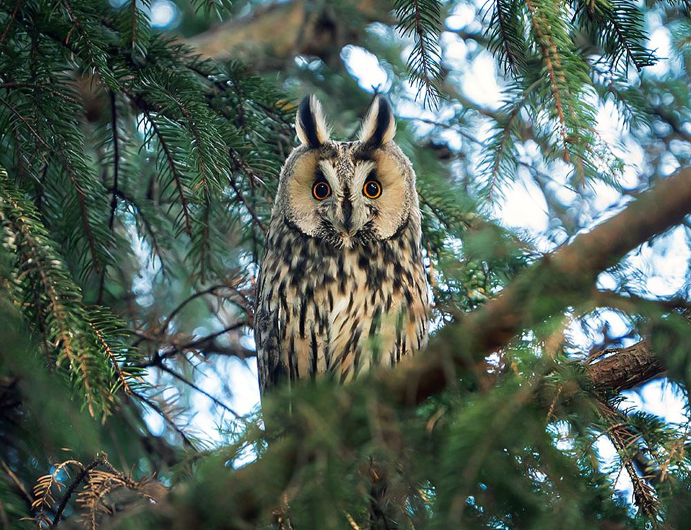 Long-eared Owl