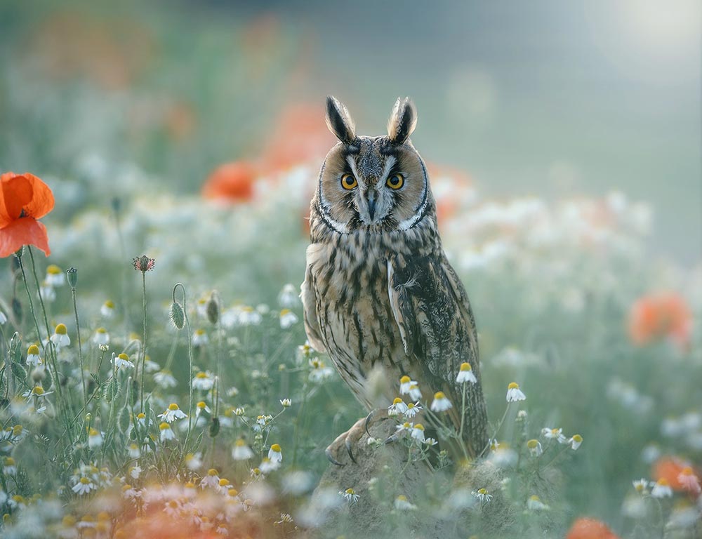 Long-eared Owl