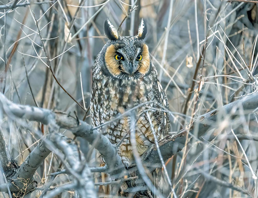 Long-eared Owl