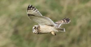 Long-eared Owl