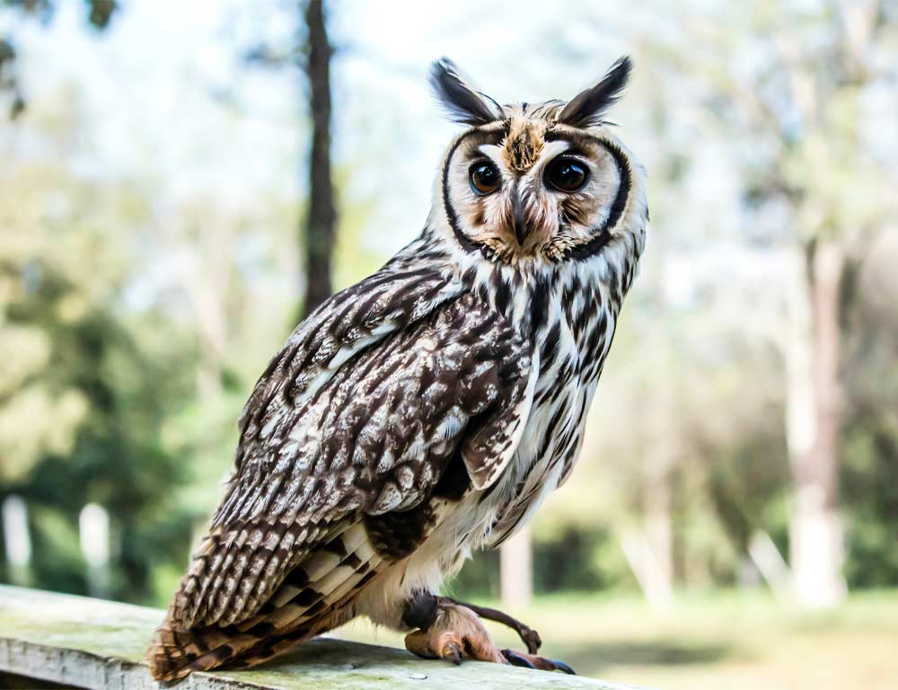 Long-eared Owl