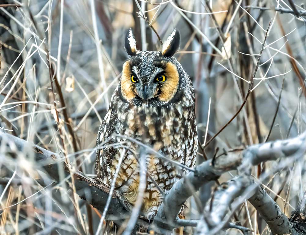 Long-eared Owl