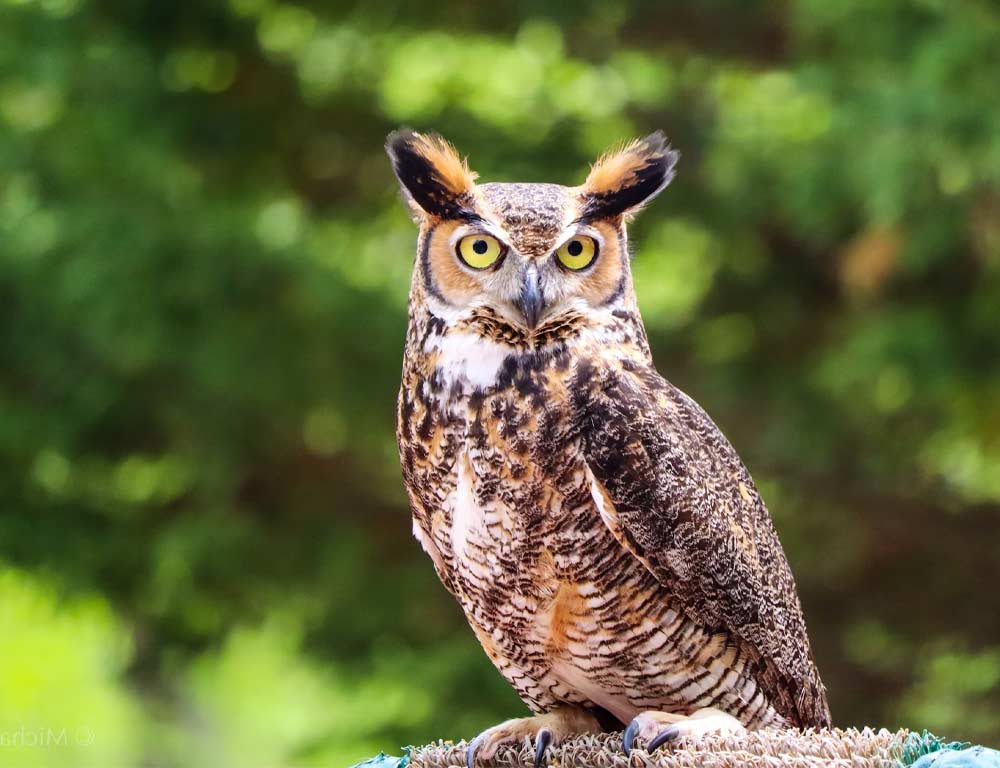 Long-eared Owl