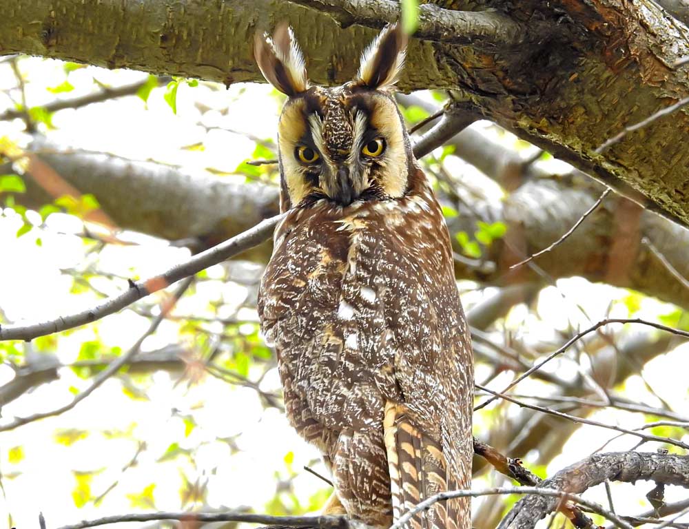 Long-eared Owl