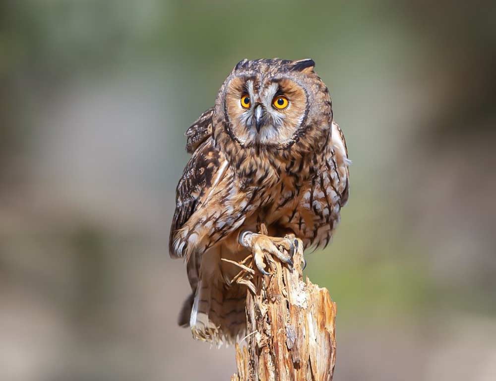 Long-eared Owl