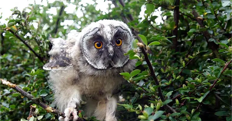 Long-eared Owl As A Predator
