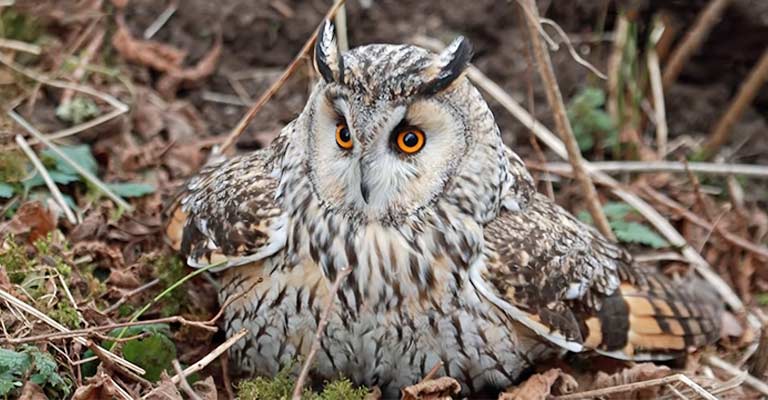 Long-eared Owl Life History
