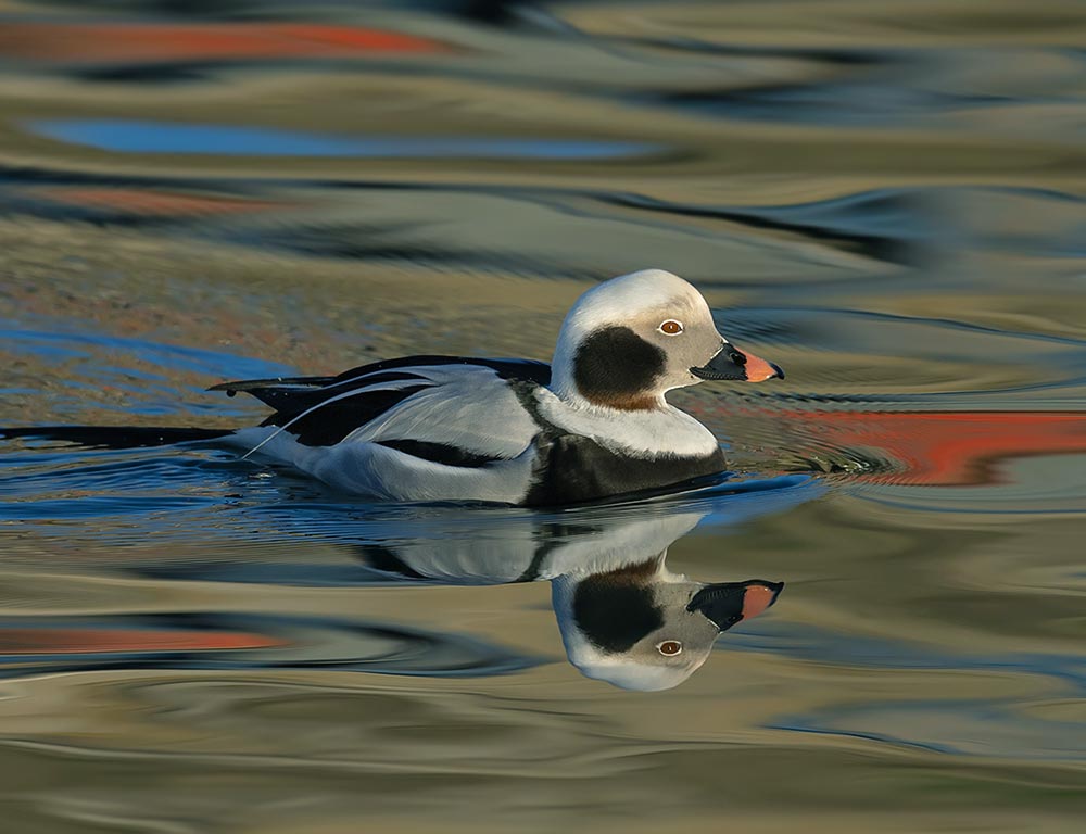 Long-tailed Duck