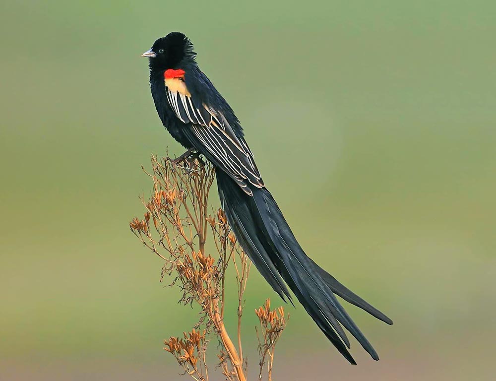 Long-tailed Widowbird