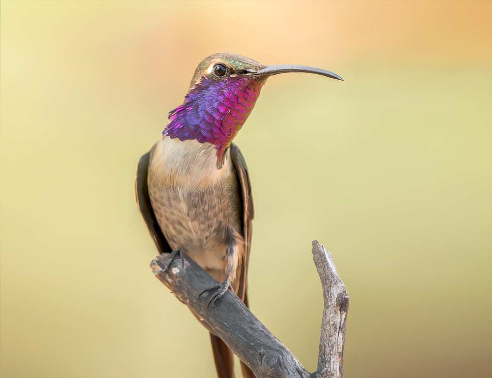 Lucifer Hummingbird