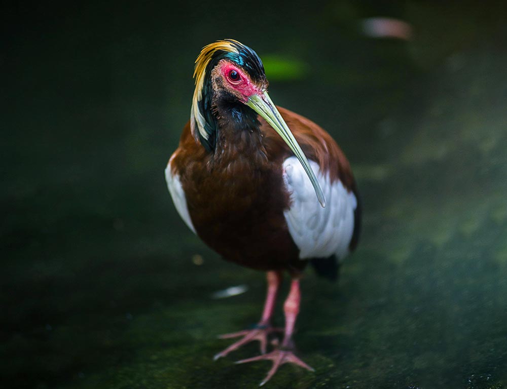 Madagascar Ibis