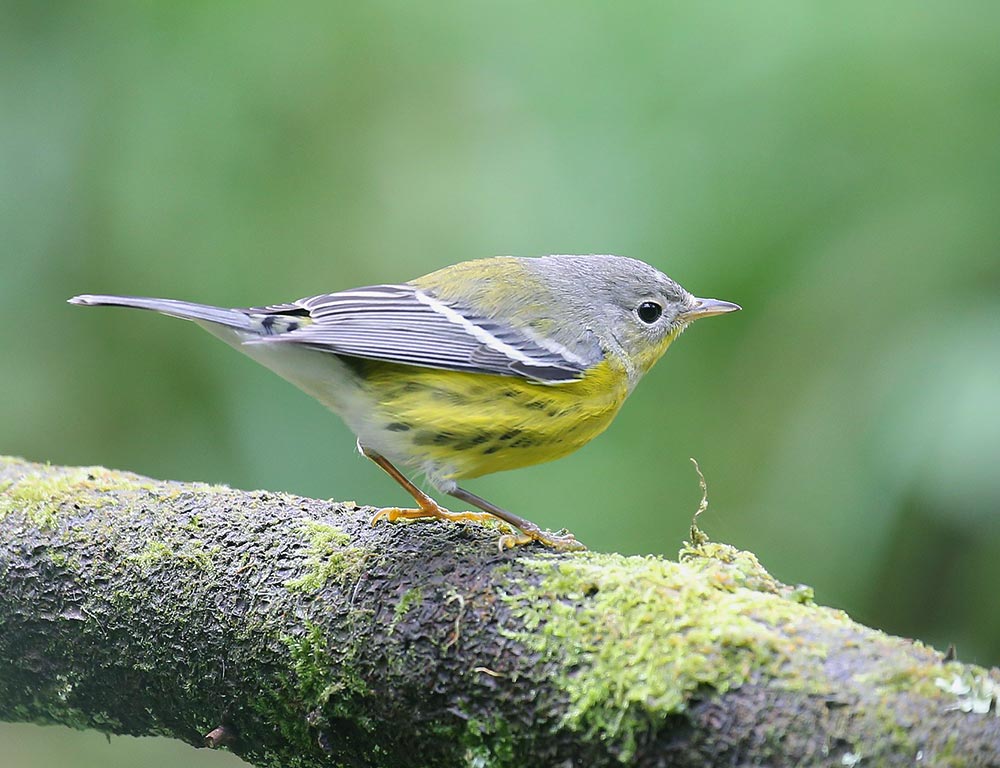 Magnolia Warbler