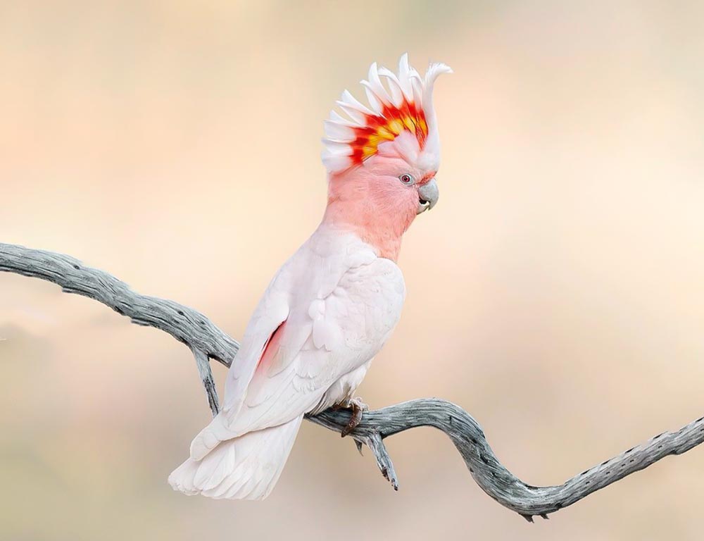 Major Mitchell's Cockatoo