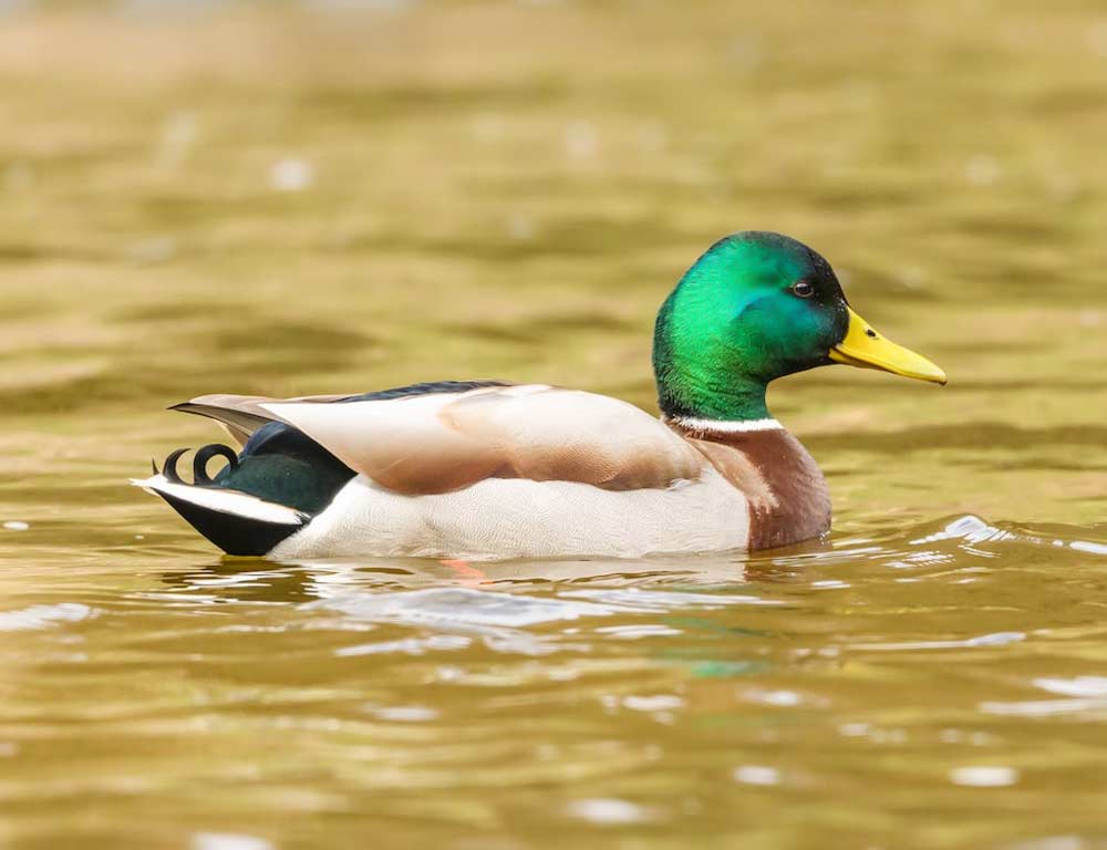 Mallard