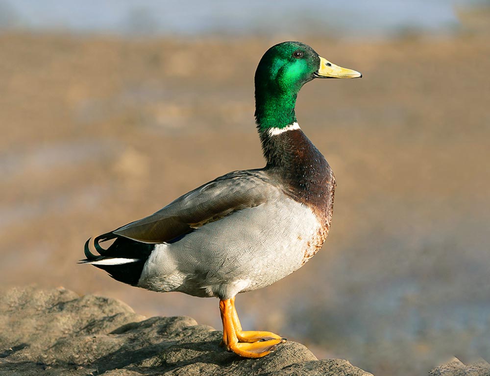 Mallard