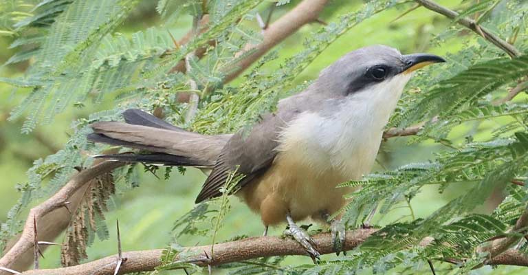 Mangrove Cuckoo