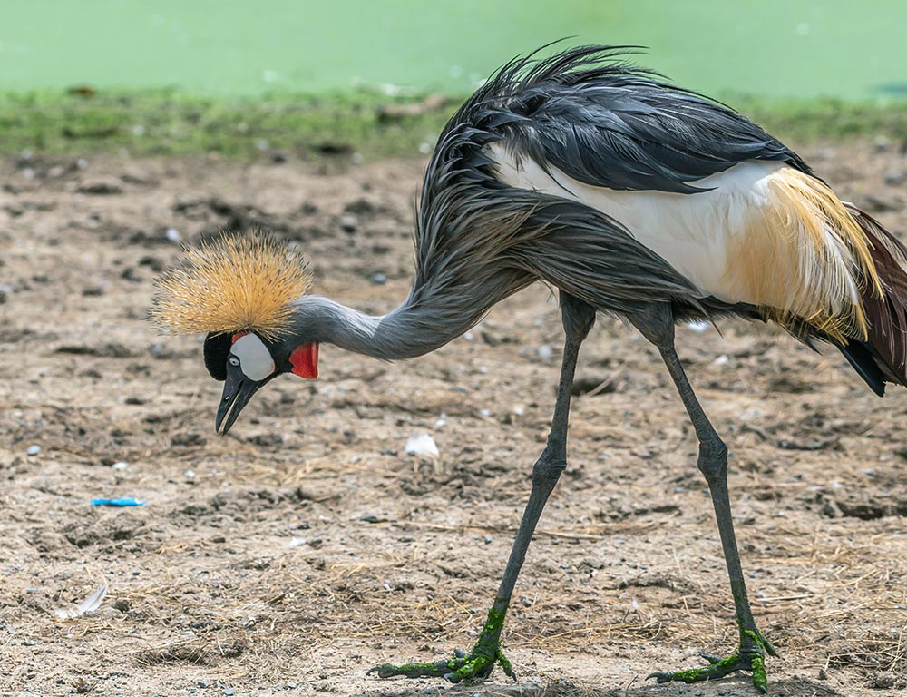 Mangrove Grey Crowned Crane