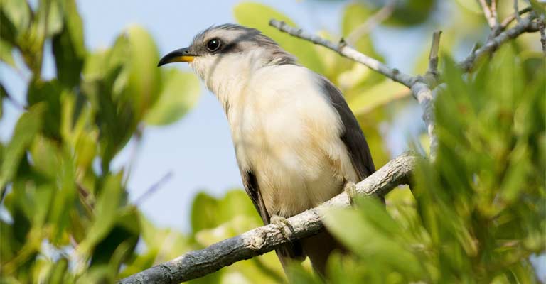 Mangrove cuckoo