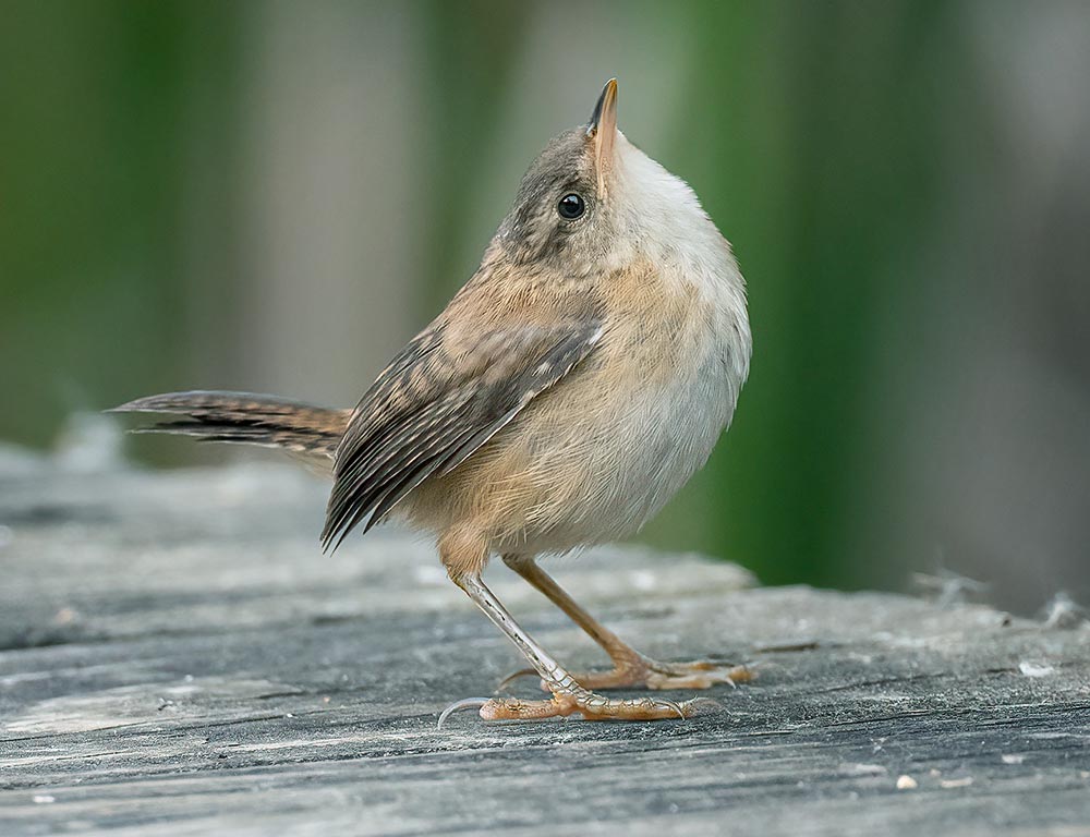 Marsh Wren