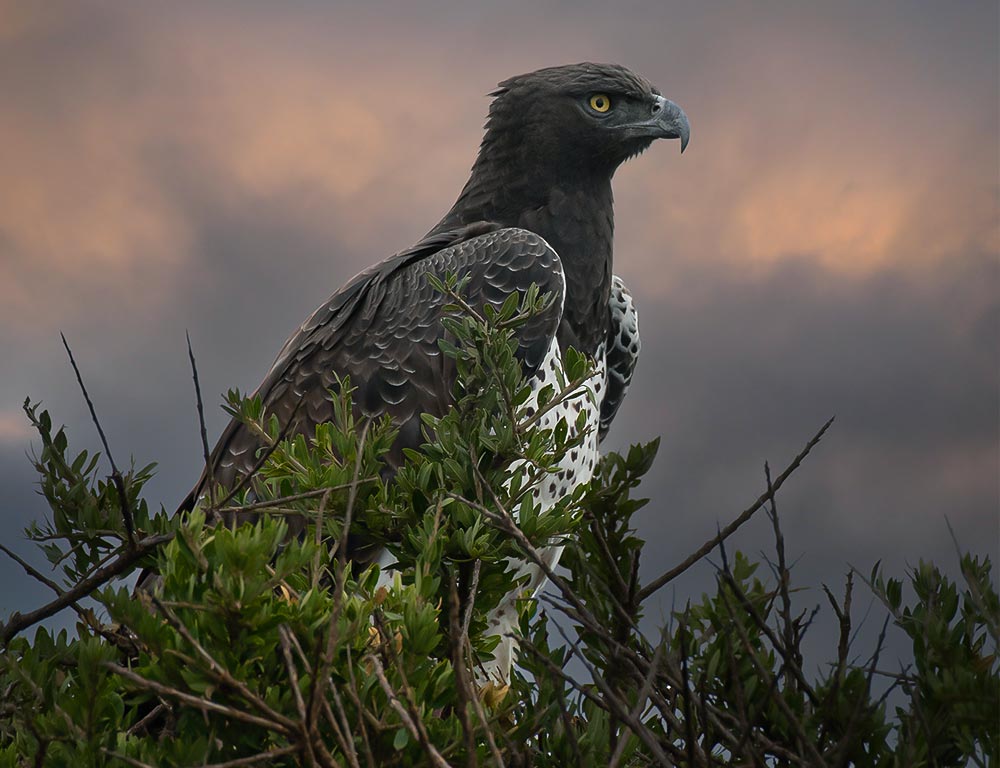 Martial Eagle