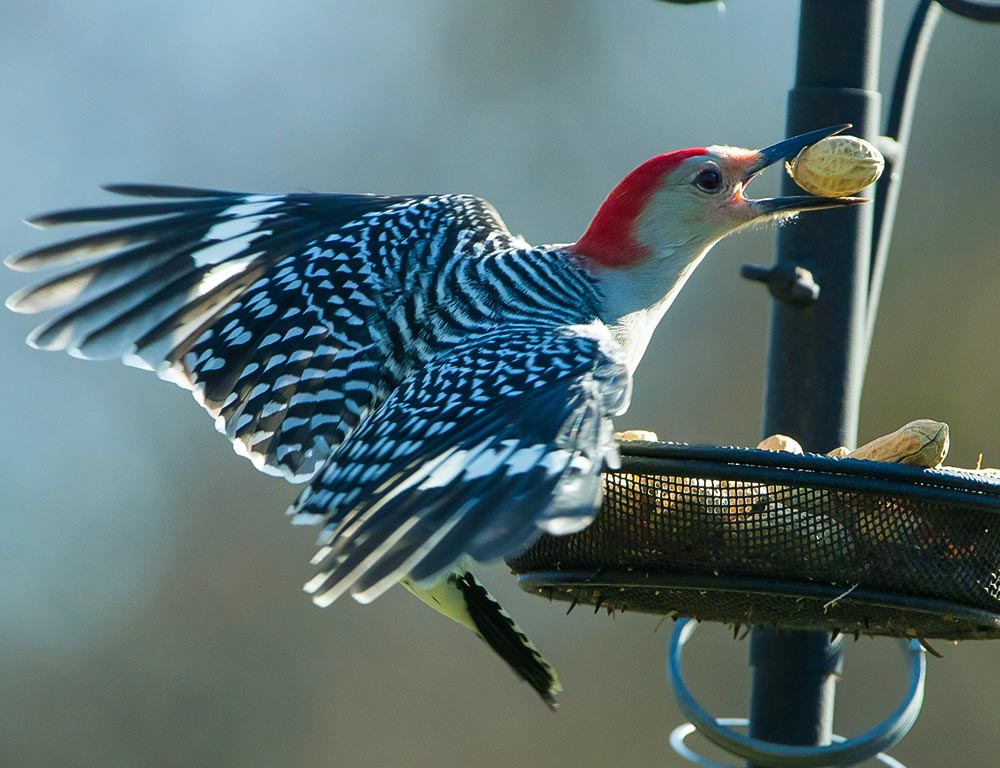 Melanerpine Woodpeckers