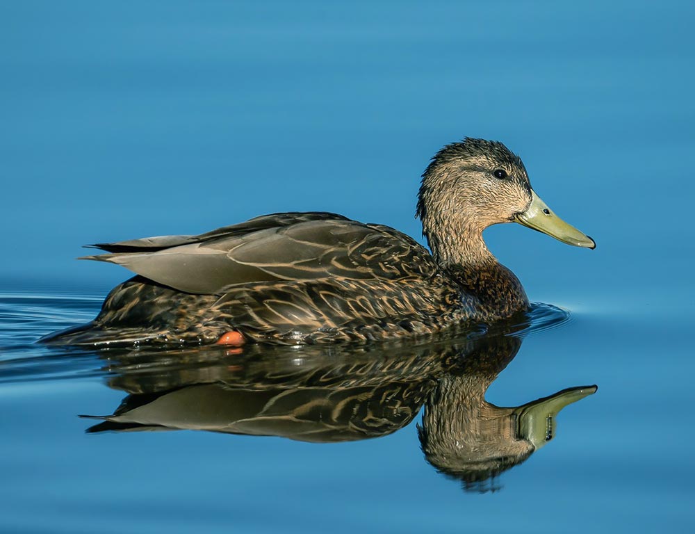 Mexican Duck