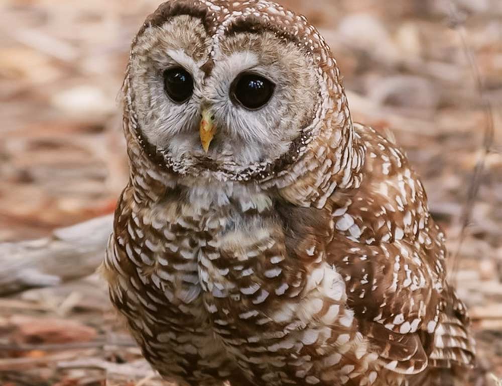 Mexican Spotted Owl