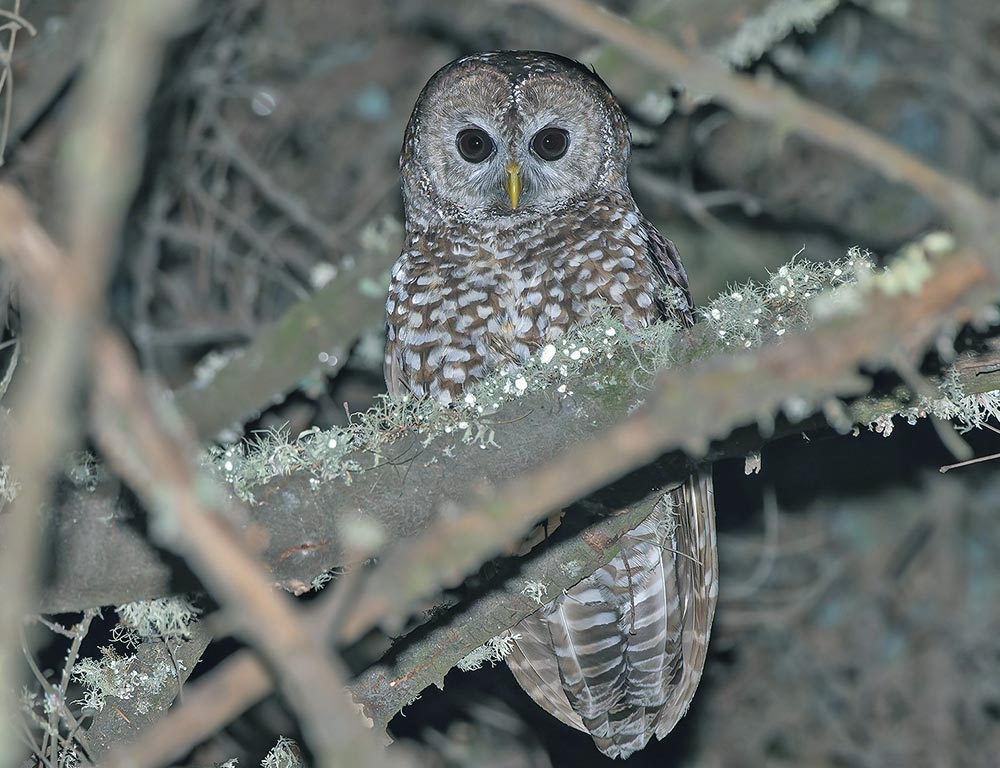 Mexican Spotted Owl