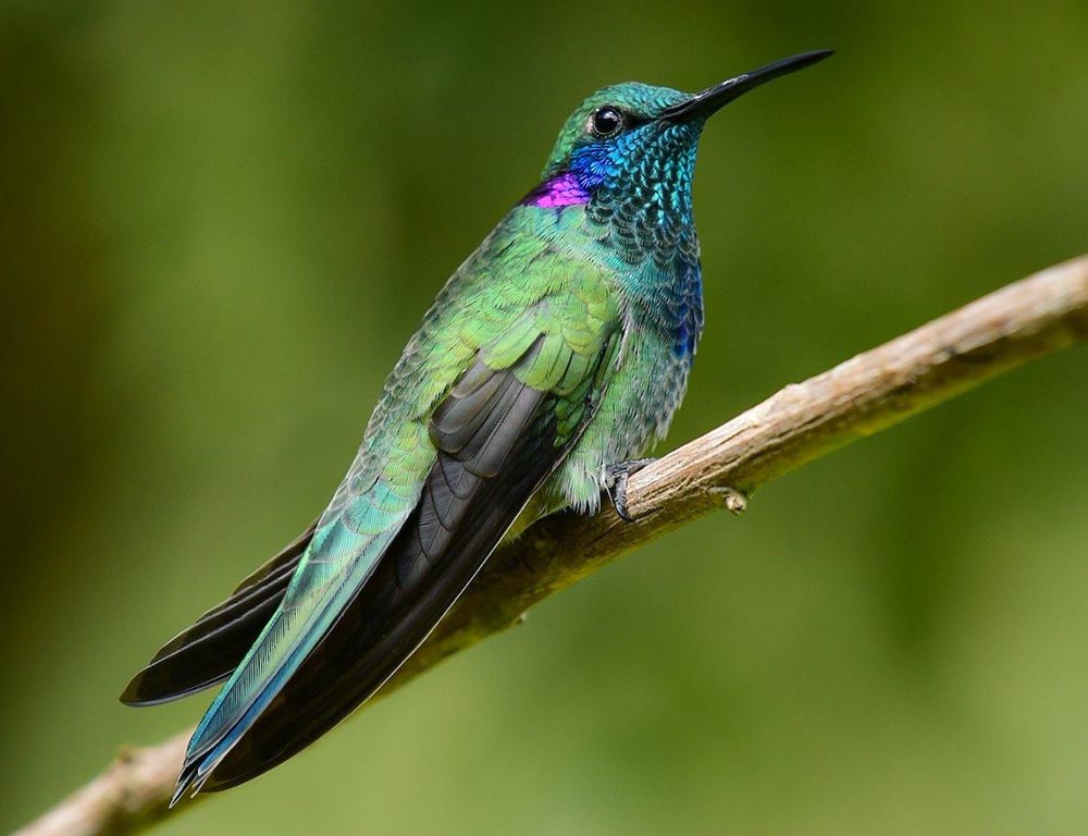 Mexican Violetear