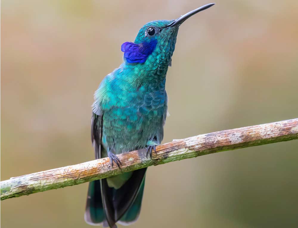 Mexican Violetear