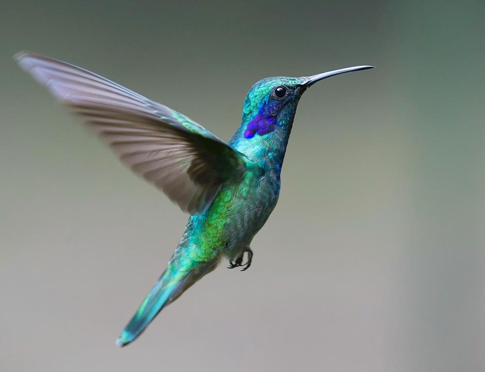 Mexican Violetear