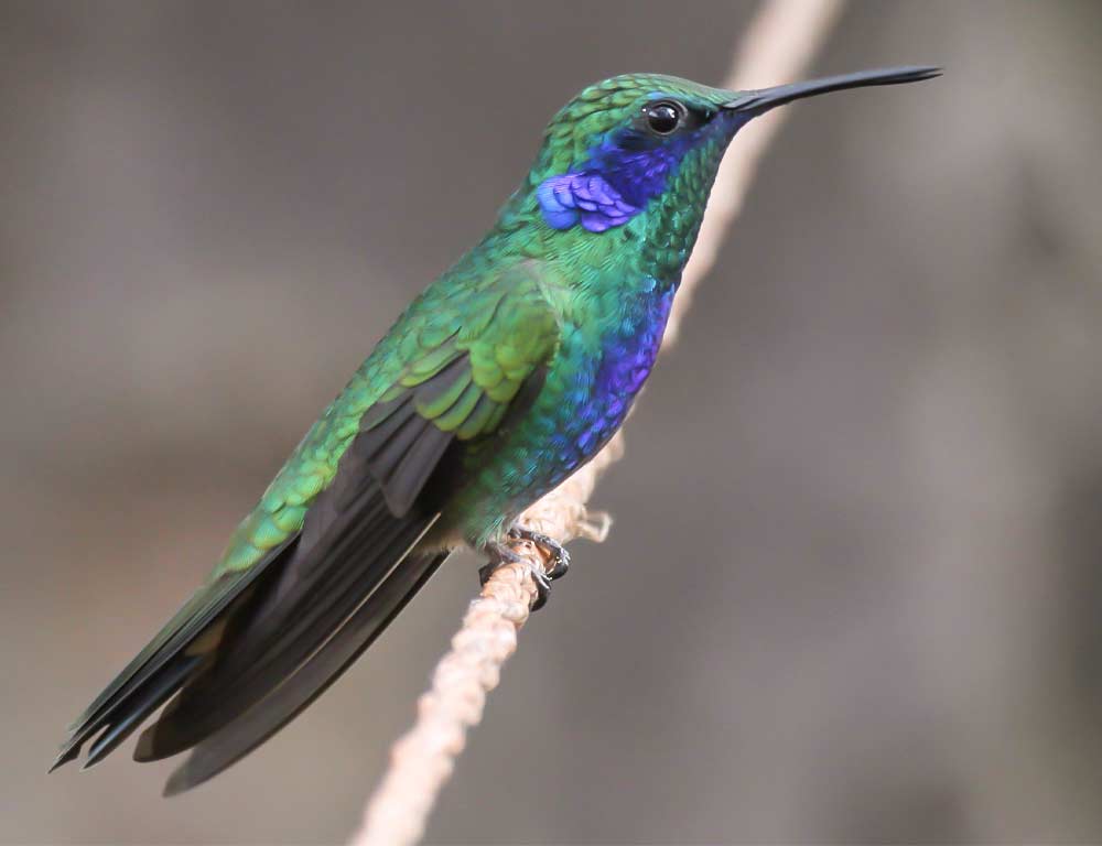 Mexican Violetear Hummingbird