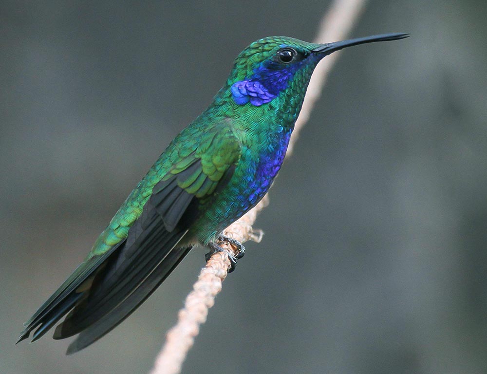 Mexican Violetear