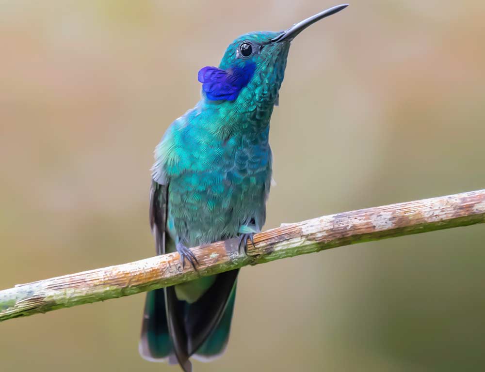 Mexican-violetear Hummingbird