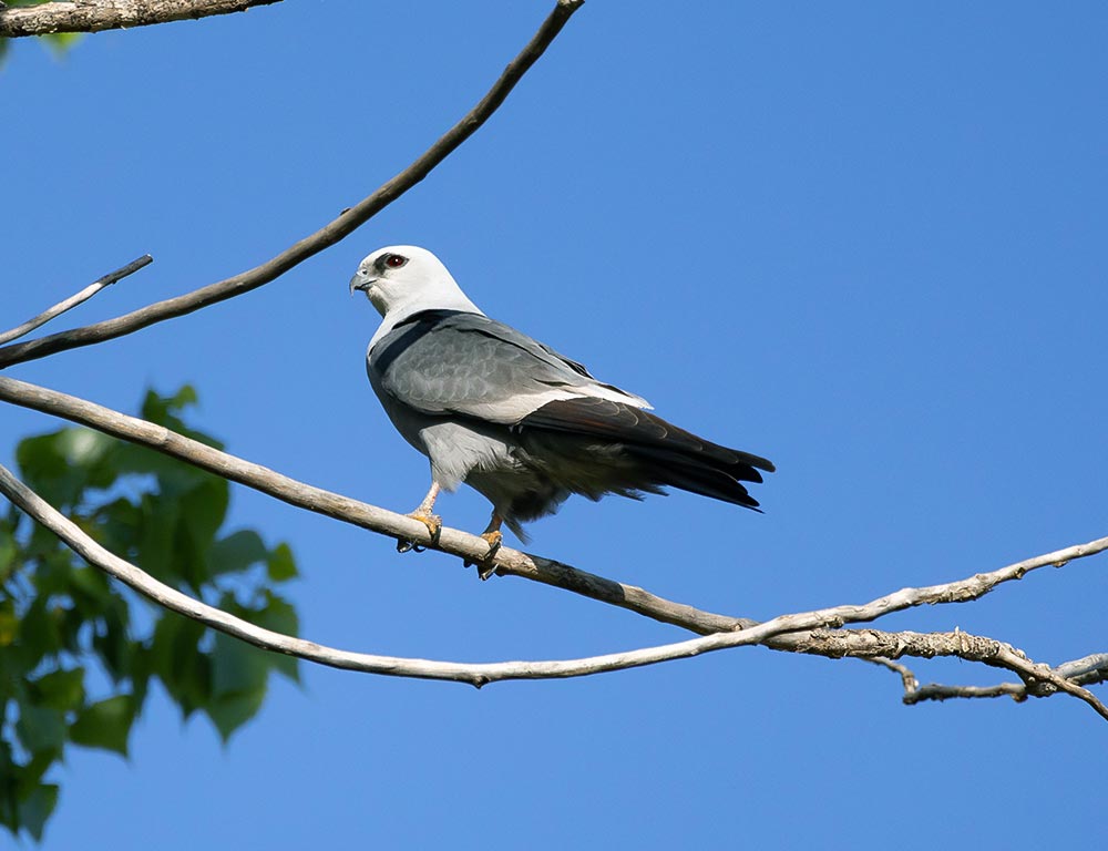 Mississippi Kite