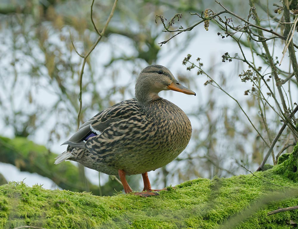 Mottled Duck