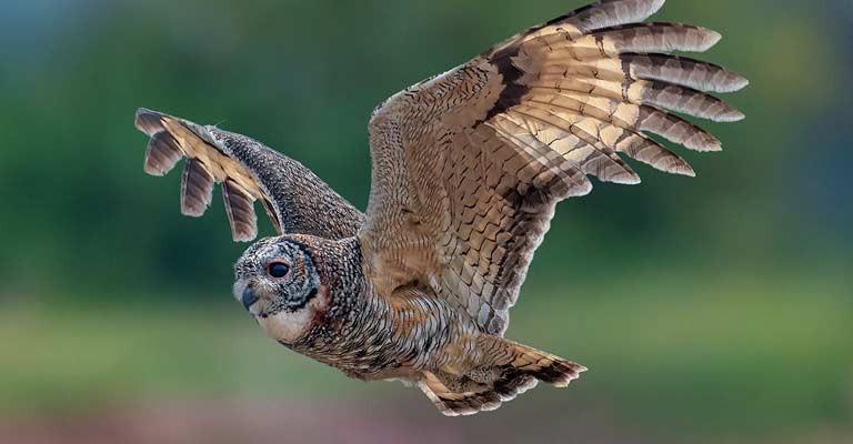 Mottled Owl Life History
