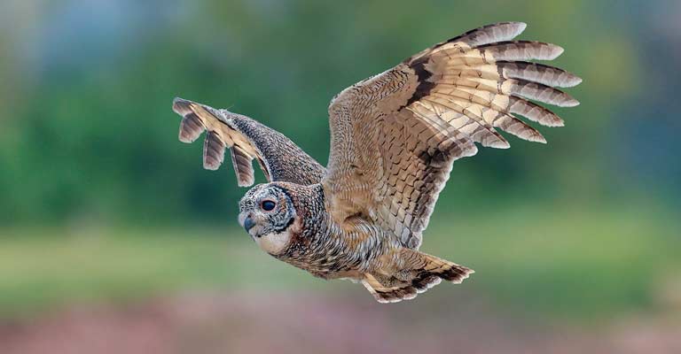 Mottled Owl