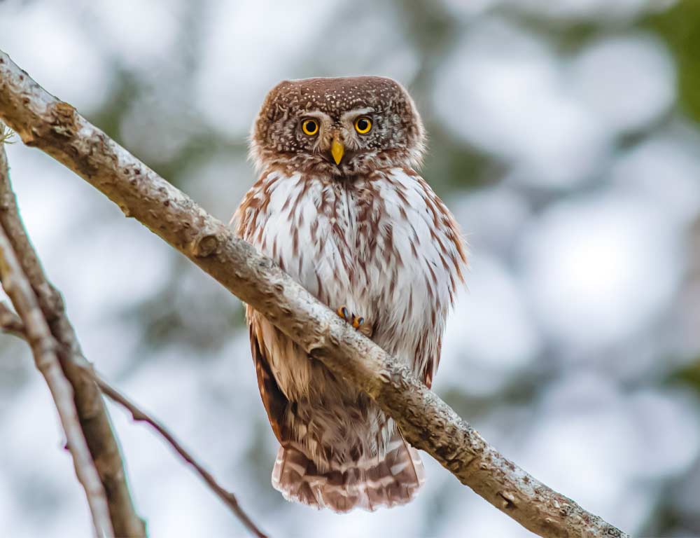 Mountain Pygmy Owl