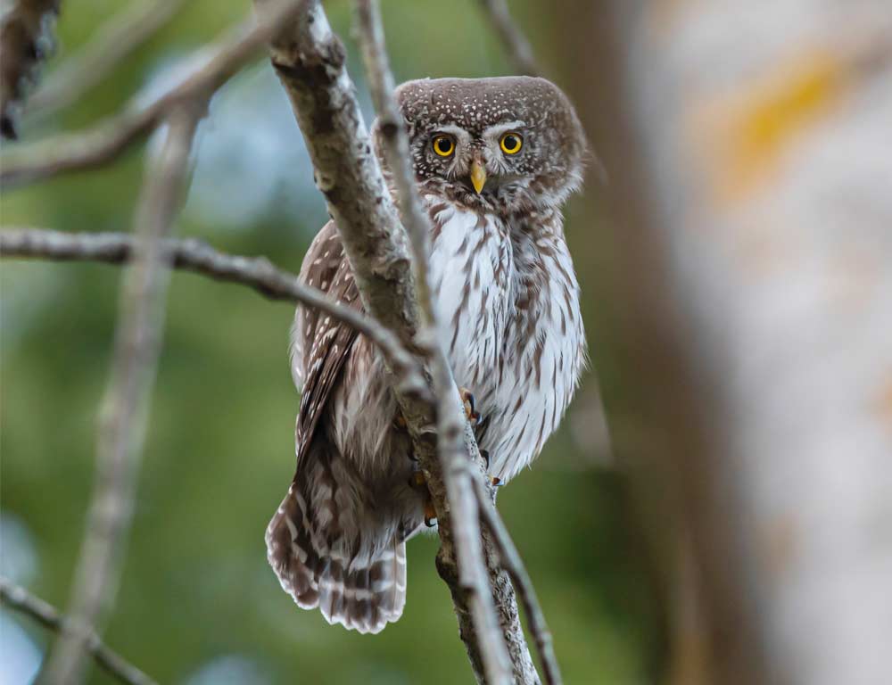 Mountain Pygmy Owl