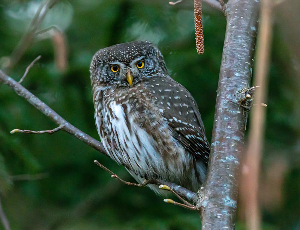 Mountain Pygmy Owl