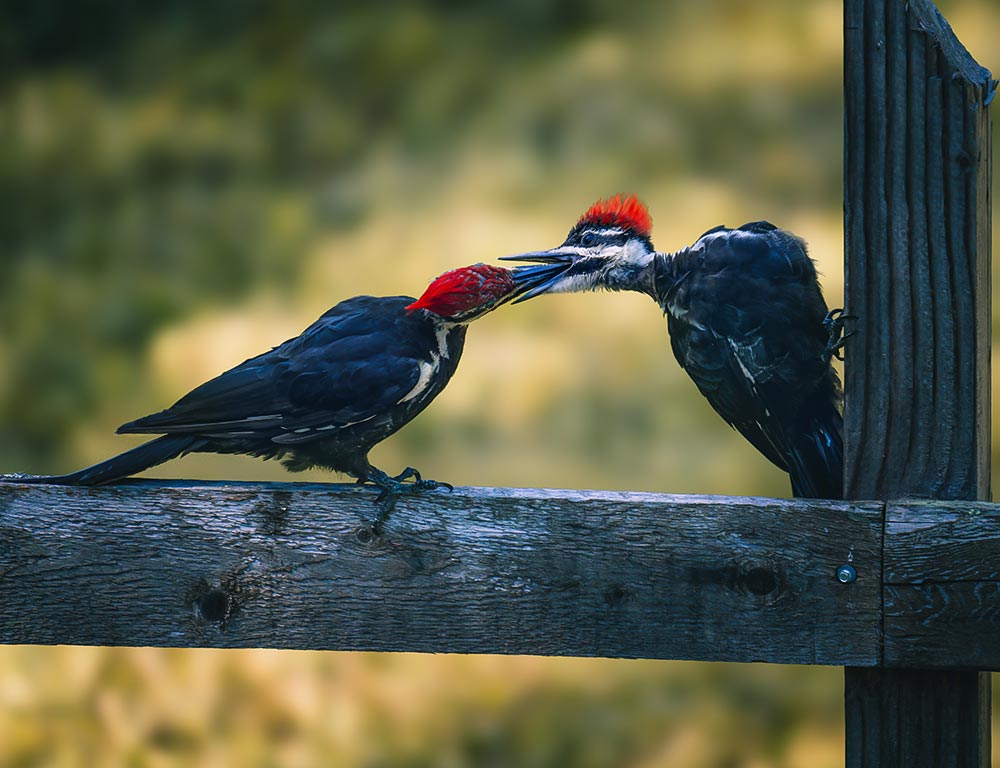 Necessary Steps to Preserve Woodpeckers in Iowa