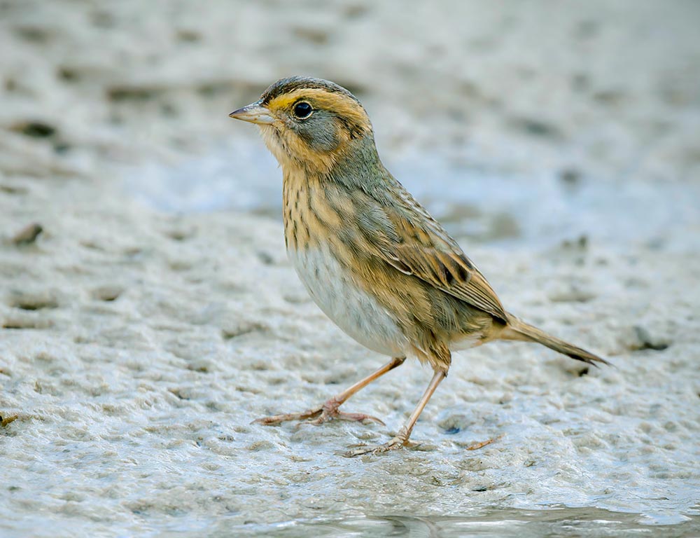 Nelson’s Sparrow