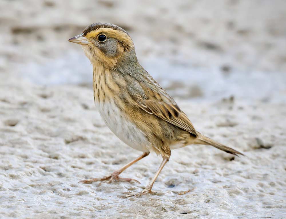 Nelson’s Sparrow