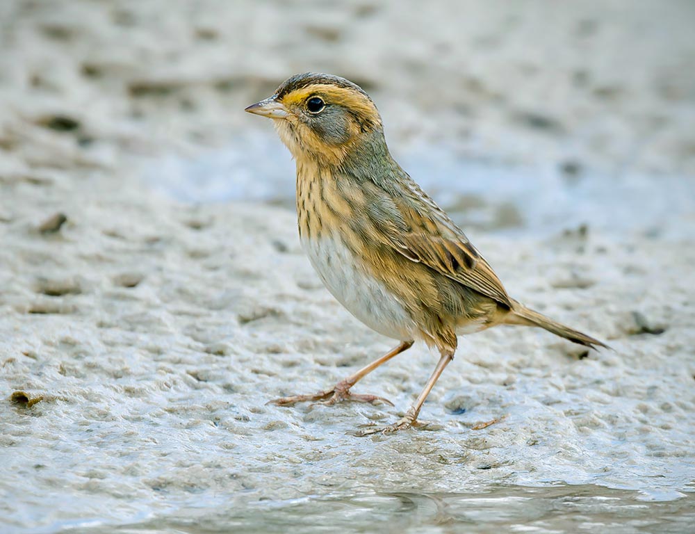 Nelson's Sparrow