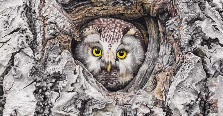 Nesting Habit of Boreal Owl