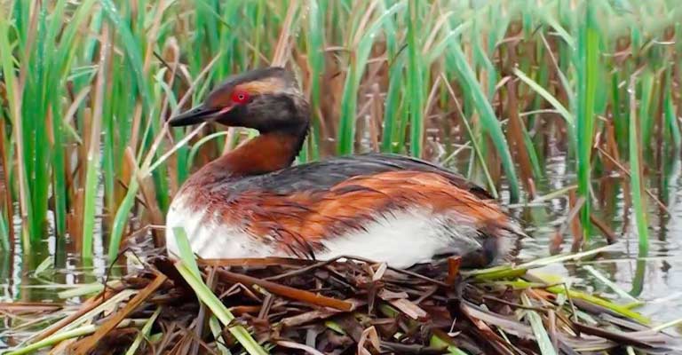 Nesting Habit of Horned Grebe