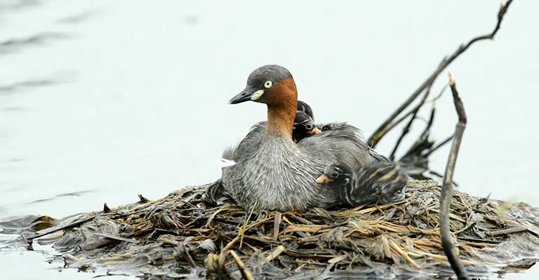 Nesting Habit of Little Grebe