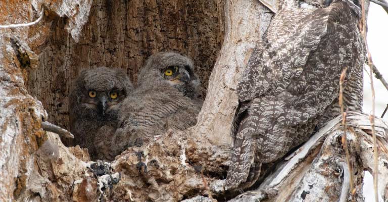 Nesting Habit of Northern Pygmy Owl